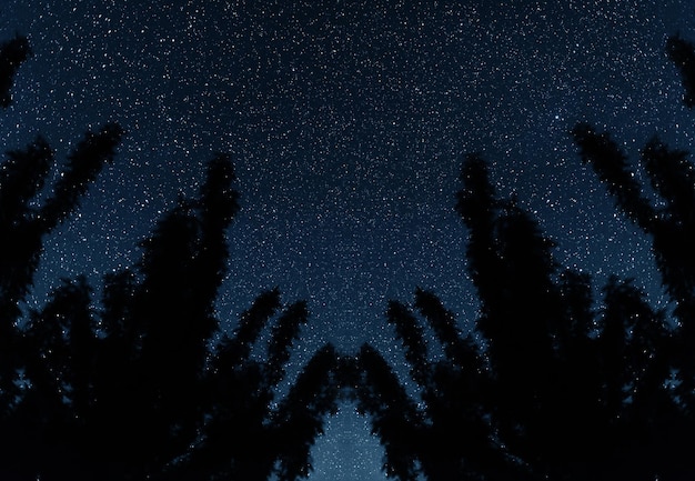 Silhouette di alberi sullo sfondo del cielo notturno. Cielo notturno con le stelle.