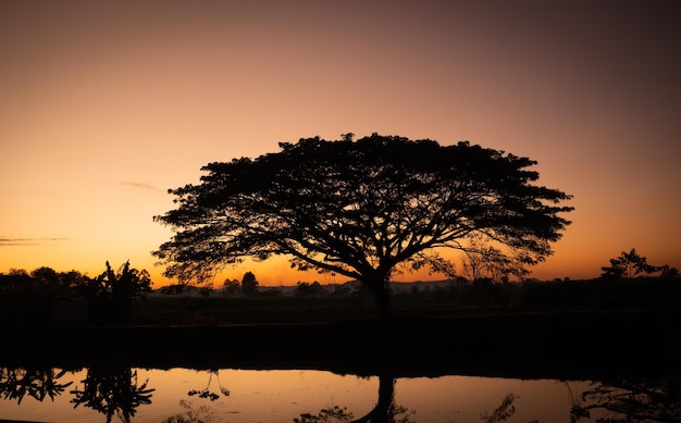 Silhouette di alberi vicino all'acqua Al mattino, quando il sole sorge