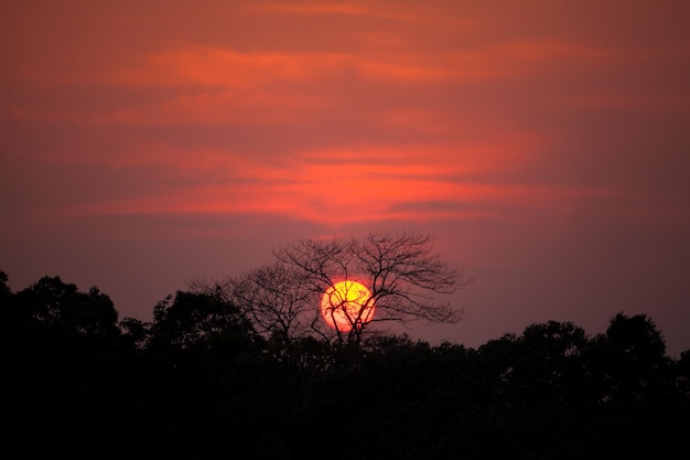 Silhouette di albero al tramonto backgroundxAxA