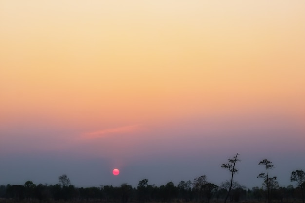 Silhouette di albero con tramonto la sera.