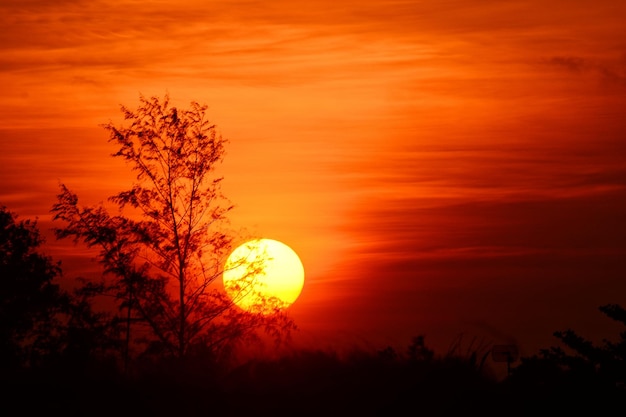 Silhouette di albero contro il cielo arancione