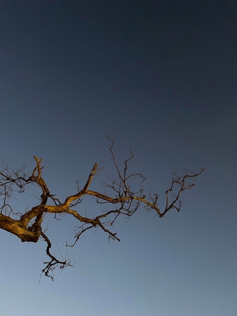 silhouette di albero contro il cielo