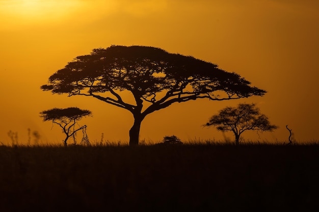 Silhouette di albero sul campo contro il cielo arancione