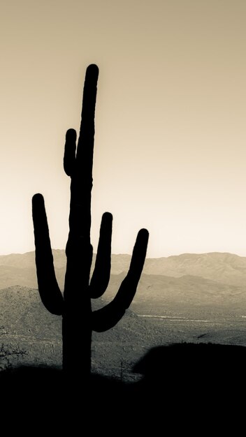 Silhouette di cactus saguaro sul campo contro un cielo limpido durante il tramonto