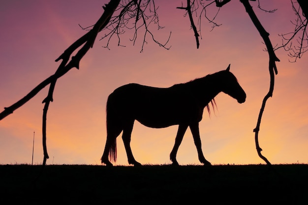 silhouette di cavalli nel prato con un bel tramonto