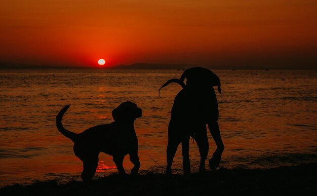 Silhouette di cavallo sulla spiaggia contro il cielo durante il tramonto