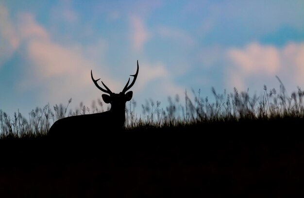 Silhouette di cervo che abbaia tra l'erba