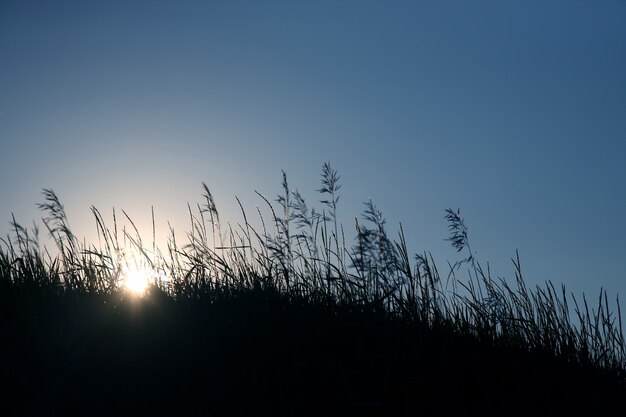 Silhouette di erba in un campo al tramonto