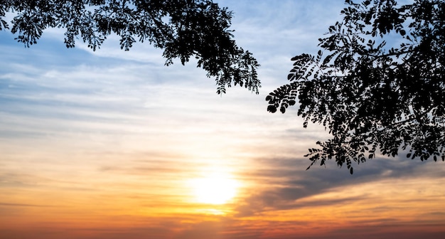 silhouette di foglia sul ramo dell'albero e sfocato di arancione tramonto natura sfondo prendere in serata mattina cielo romanticismo sensazione di vita lenta