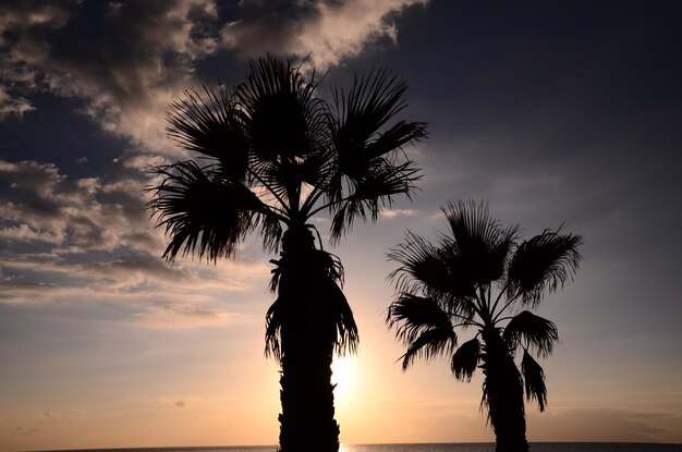 Silhouette di palma al tramonto nelle Isole Canarie