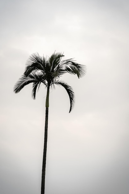 Silhouette di palma contro il cielo luminoso scatto verticale Taipei Taiwan