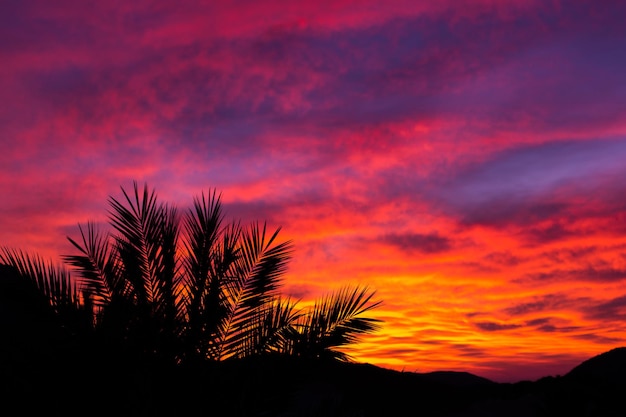 Silhouette di palme al tramonto come sfondo estivo tropicale Copia spase