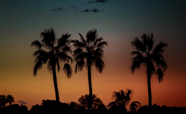 Silhouette di palme al tramonto,