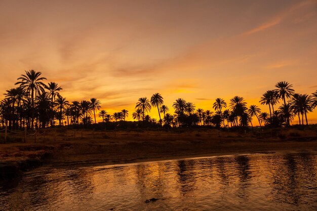 Silhouette di palme riflessa in un tramonto arancione su una spiaggia in riva al mare nel comune di Torrevie