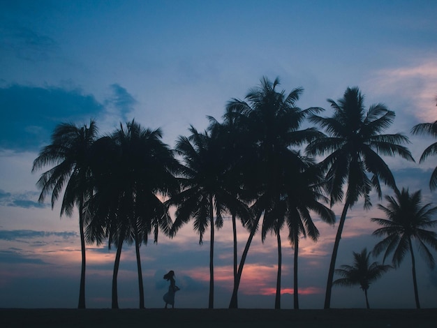 Silhouette di palme sulla spiaggia contro il cielo notturno