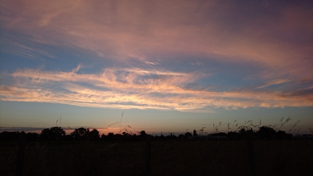 Silhouette di piante contro il cielo durante il tramonto