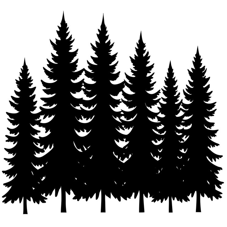 Foto silhouette di pini sempreverdi in una foresta