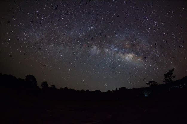 Silhouette di pino e Via Lattea Fotografia a lunga esposizione