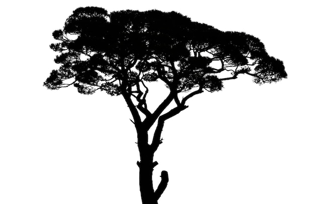 Silhouette di pino isolato su sfondo bianco con taglio
