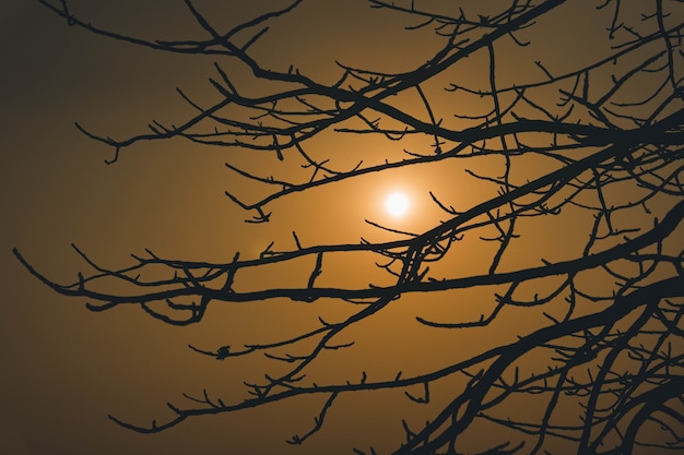 Silhouette di rami di albero con sole autunnale.