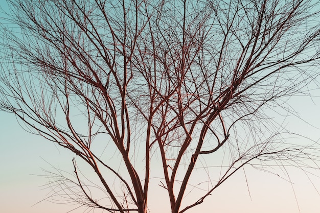 Silhouette di rami di un albero senza foglie su uno sfondo blu cielo.