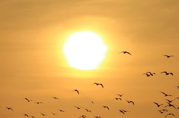 Silhouette di stormo di uccelli in volo contro il cielo dorato con il sole abbagliante