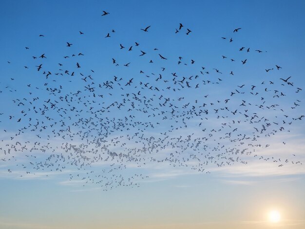 Silhouette di uccelli di gregge in volo in forma