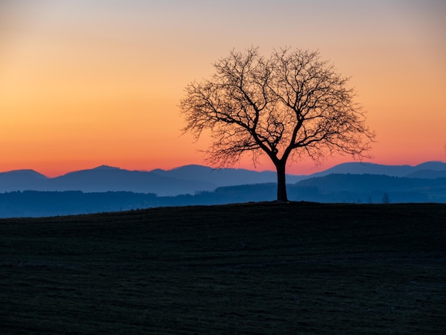 Silhouette di un albero contro il cielo durante il tramonto