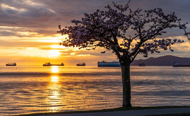 Silhouette di un albero di ciliegio contro il tramonto Riflessione della luce solare su English Bay ocean Vancouver BC