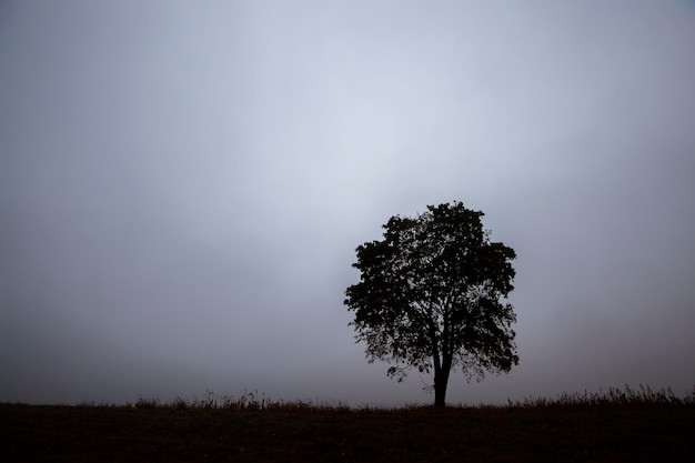 Silhouette di un albero in crescita solitario contro un cielo nuvoloso