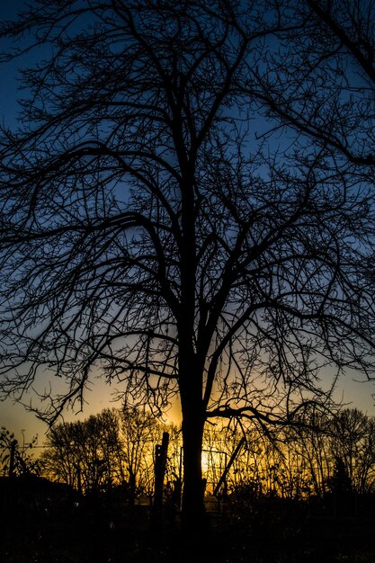 Silhouette di un albero nudo al tramonto