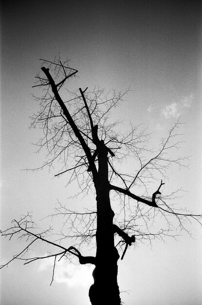 Silhouette di un albero nudo