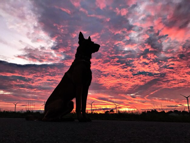 Silhouette di un cane in piedi contro un cielo drammatico durante il tramonto