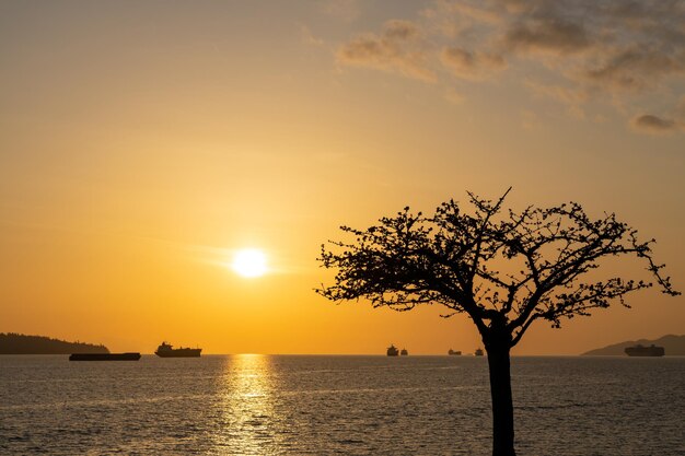 Silhouette di un ciliegio contro il tramonto Riflessione della luce solare sul mare Navi parcheggiate sull'oceano