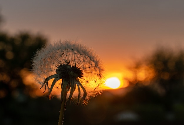 silhouette di un soffice fiore di tarassaco in fiore vista frontale nella luce posteriore del tramonto