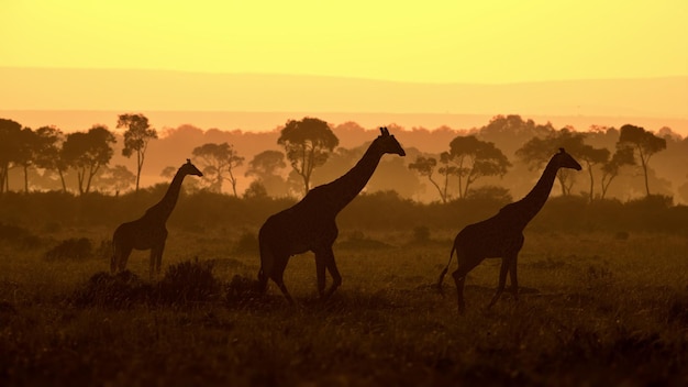 Silhouette di una giraffa Masai contro una vista offuscata della savana al tramonto