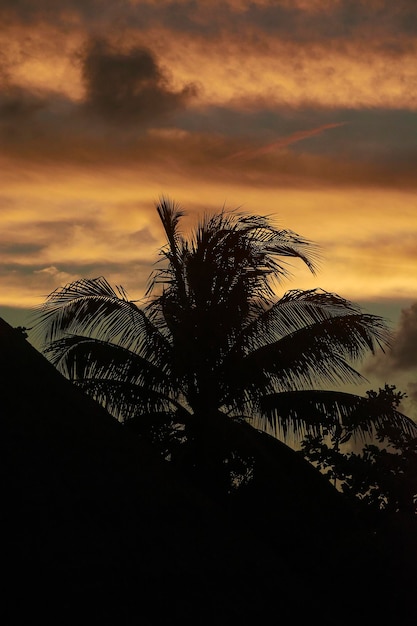 Silhouette di una palma al tramonto