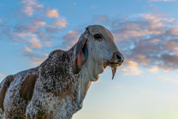 Silhouette di vitello di bovini di razza gir con sfondo blu cielo