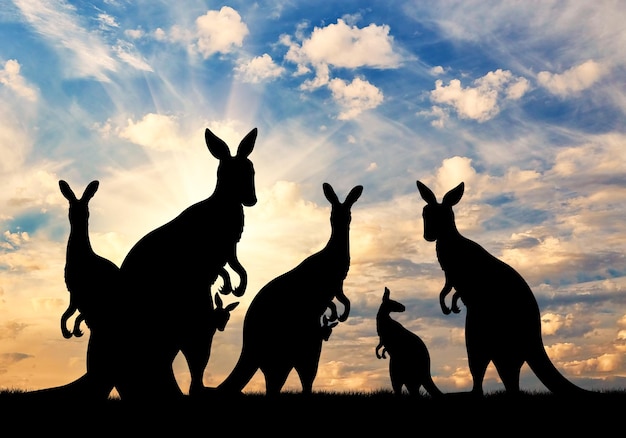 Silhouette famiglia di canguri su uno sfondo di bel cielo