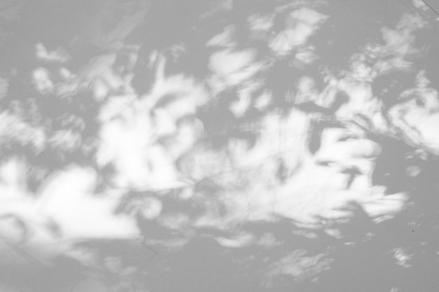 Silhouette ombra Struttura senza cuciture del muro di cemento bianco una superficie ruvida e foglia ombra bianca con spazio per il testo per uno sfondo