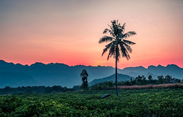 Silhouette Palm Coconut tree con montagne sulle colline dell'orizzonte di sfondo a Kanchanaburi Thailandia al sunet