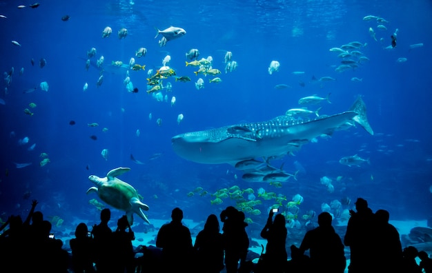 Silhouette persone in grande acquario