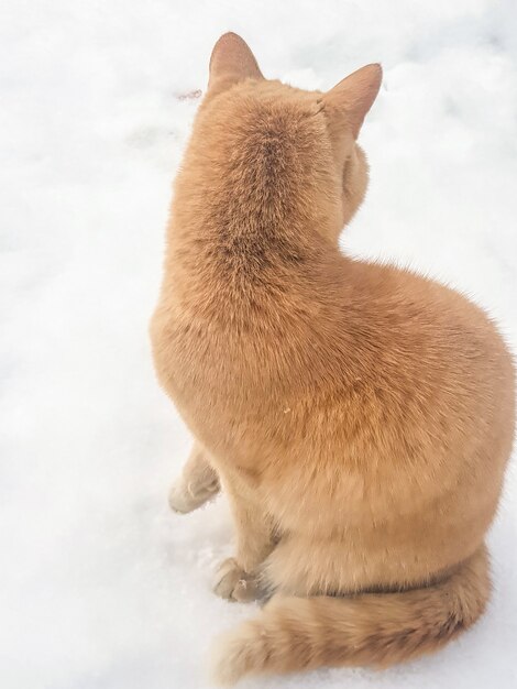 Silhouette, primo piano di un gatto rosso VISTA DI RETRO sullo sfondo della neve sulla strada, foto verticale.