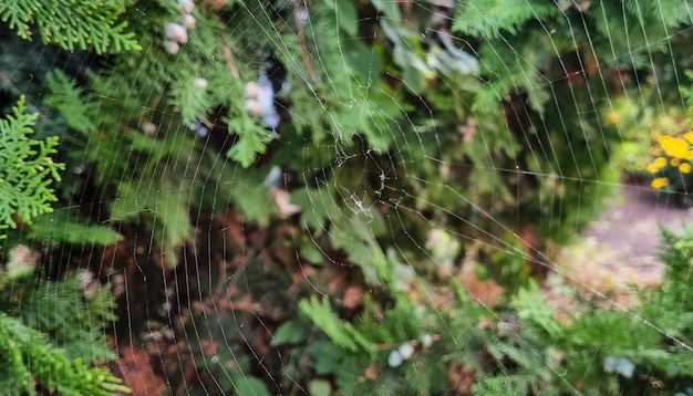 Silhouette sfocata di un ragno in una ragnatela su uno sfondo verde naturale sfocato Messa a fuoco selettiva