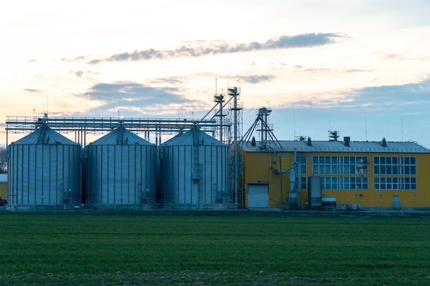 Silos d'argento su impianto agro manifatturiero per la lavorazione essiccazione pulitura e stoccaggio di prodotti agricoli farina cereali e grano Grandi botti di ferro di grano Elevatore granaio