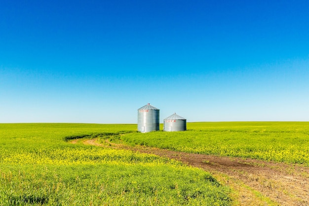 Silos twister campo di mais in canada alberta in estate