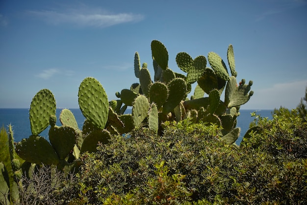 Silouette di alcuni fichi d'india immersi nella vegetazione mediterranea con il cielo di sfondo.