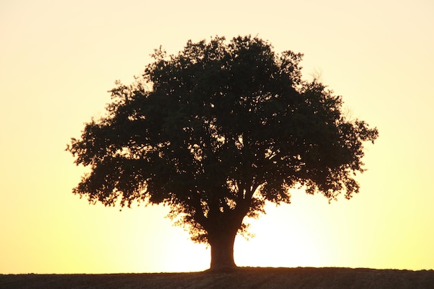 Siluetta degli alberi al tramonto