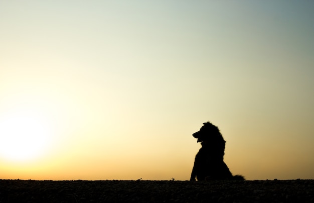 Siluetta del cane con la bella priorità bassa di tramonto.