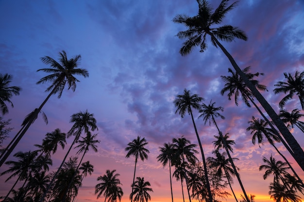 Siluetta dell&#39;albero del cocco al tramonto sulla spiaggia tropicale